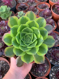 Aeonium "green lemon" variegado