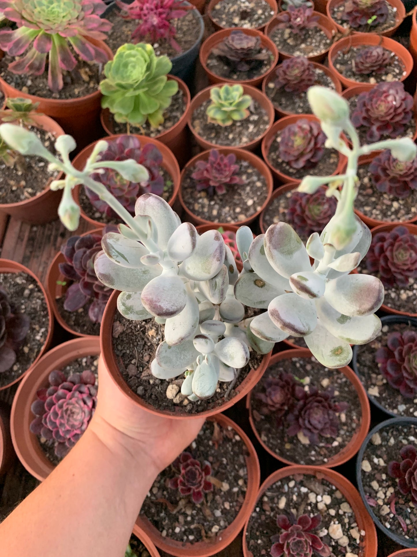 Cotyledon orbiculata "Ophylla"