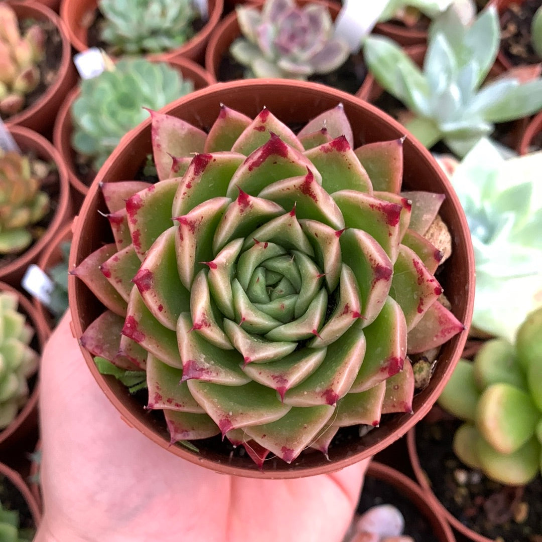 Echeveria "Rosa Nera"