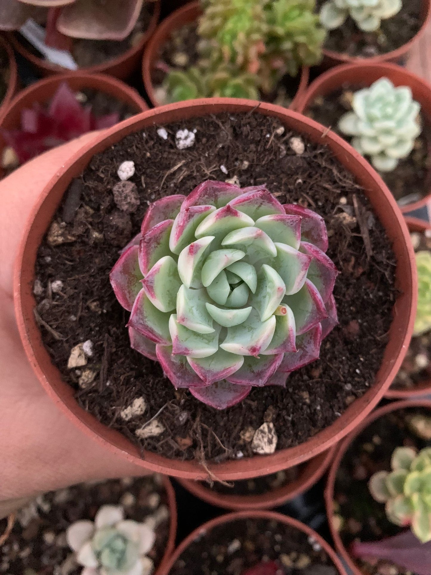 Echeveria „Red Cat“ (E. hyalina x E. sarahime) Koreanisch von ChangHee
