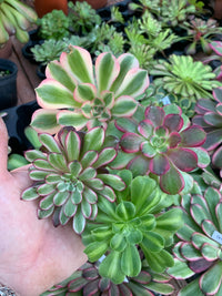 Pack 4 Aeoniums variegados Cutting