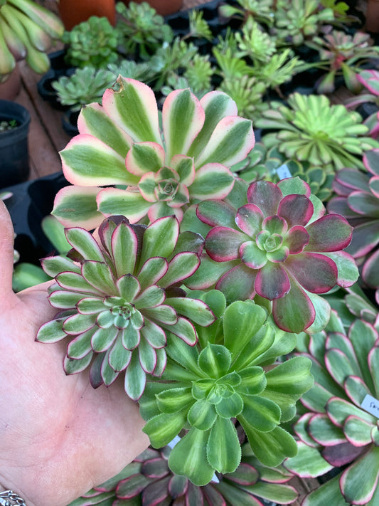 Pack 4 Aeoniums variegados Cutting