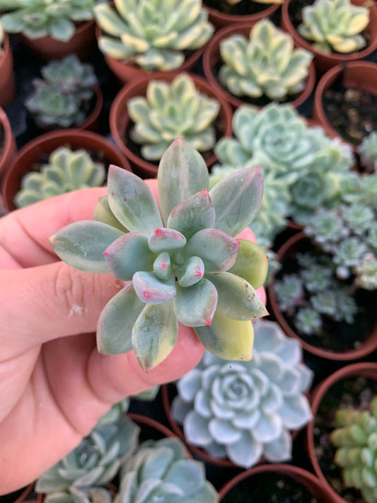 Pachyveria "Dr Cornelius" Variegada Korean Cutting