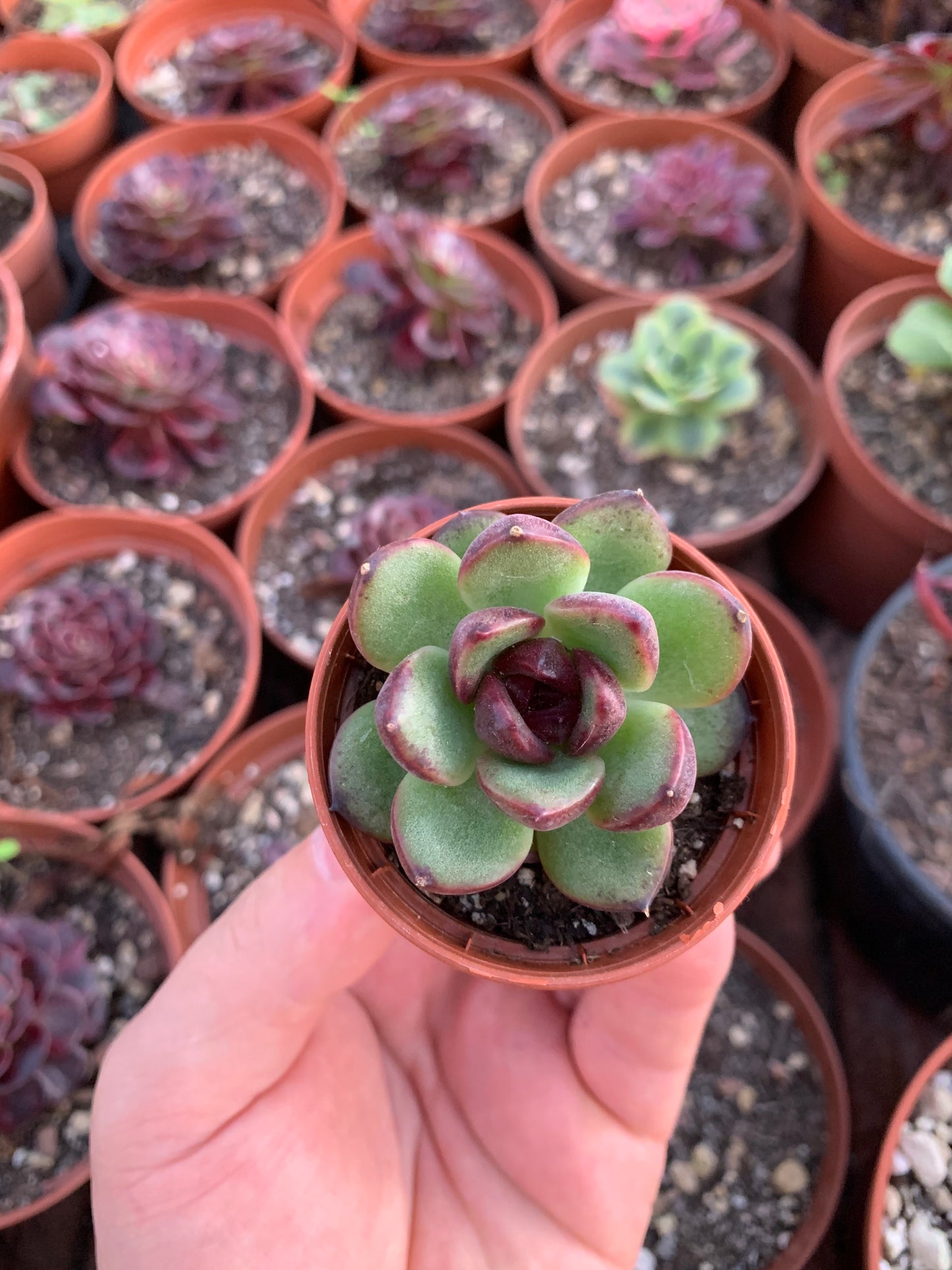Echeveria "Tiger" Korean