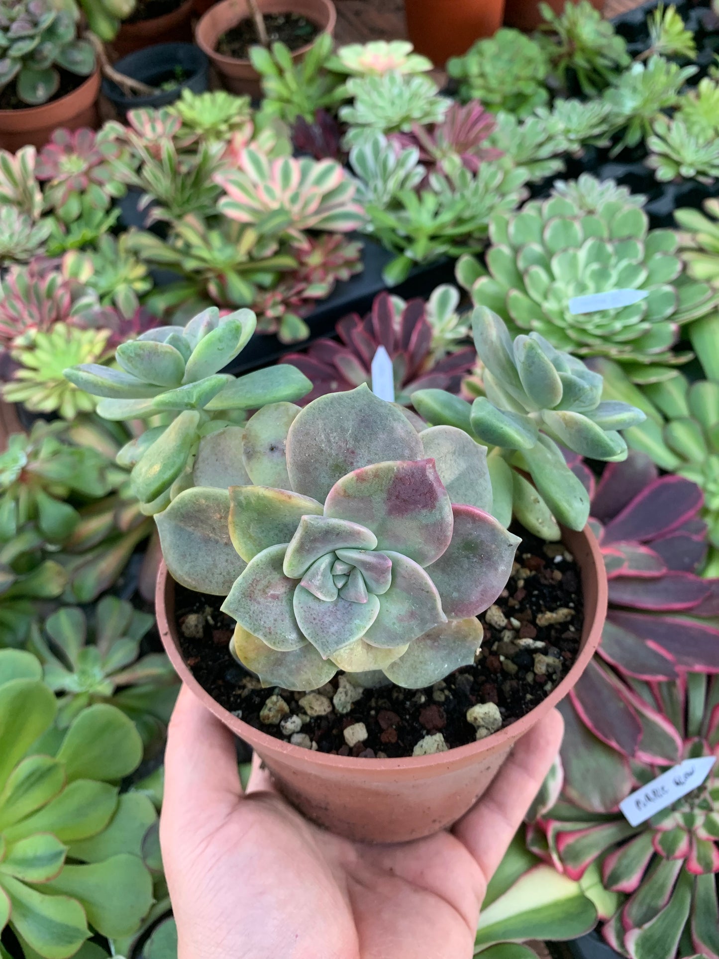 Graptopetalum "Snow White" y Graptosedum Nuit blanche