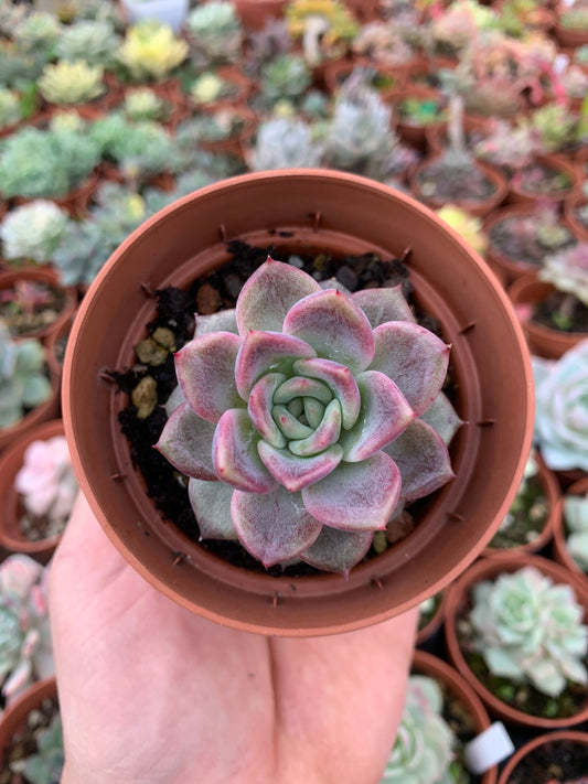 Echeveria  "Ziwei"