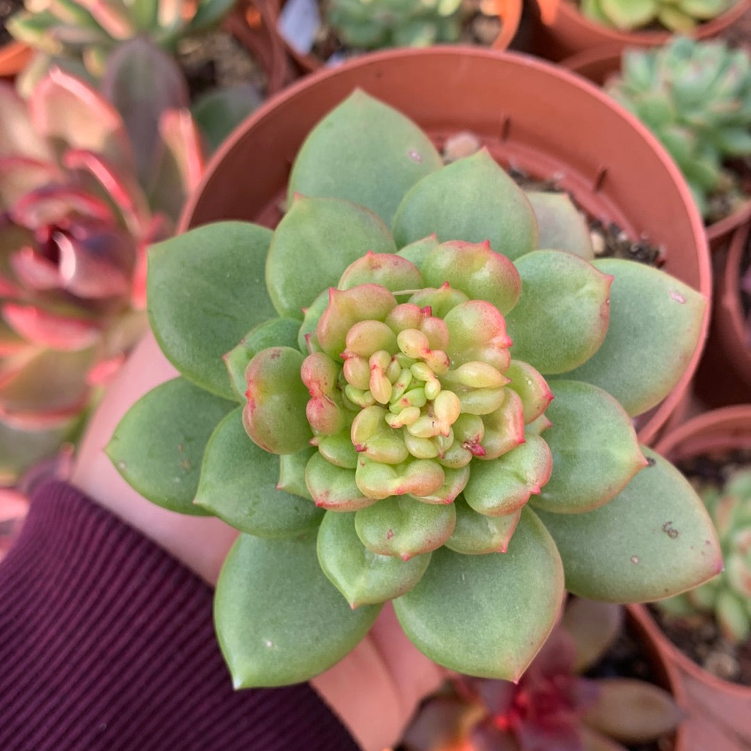 Echeveria "apple blossom" Korean