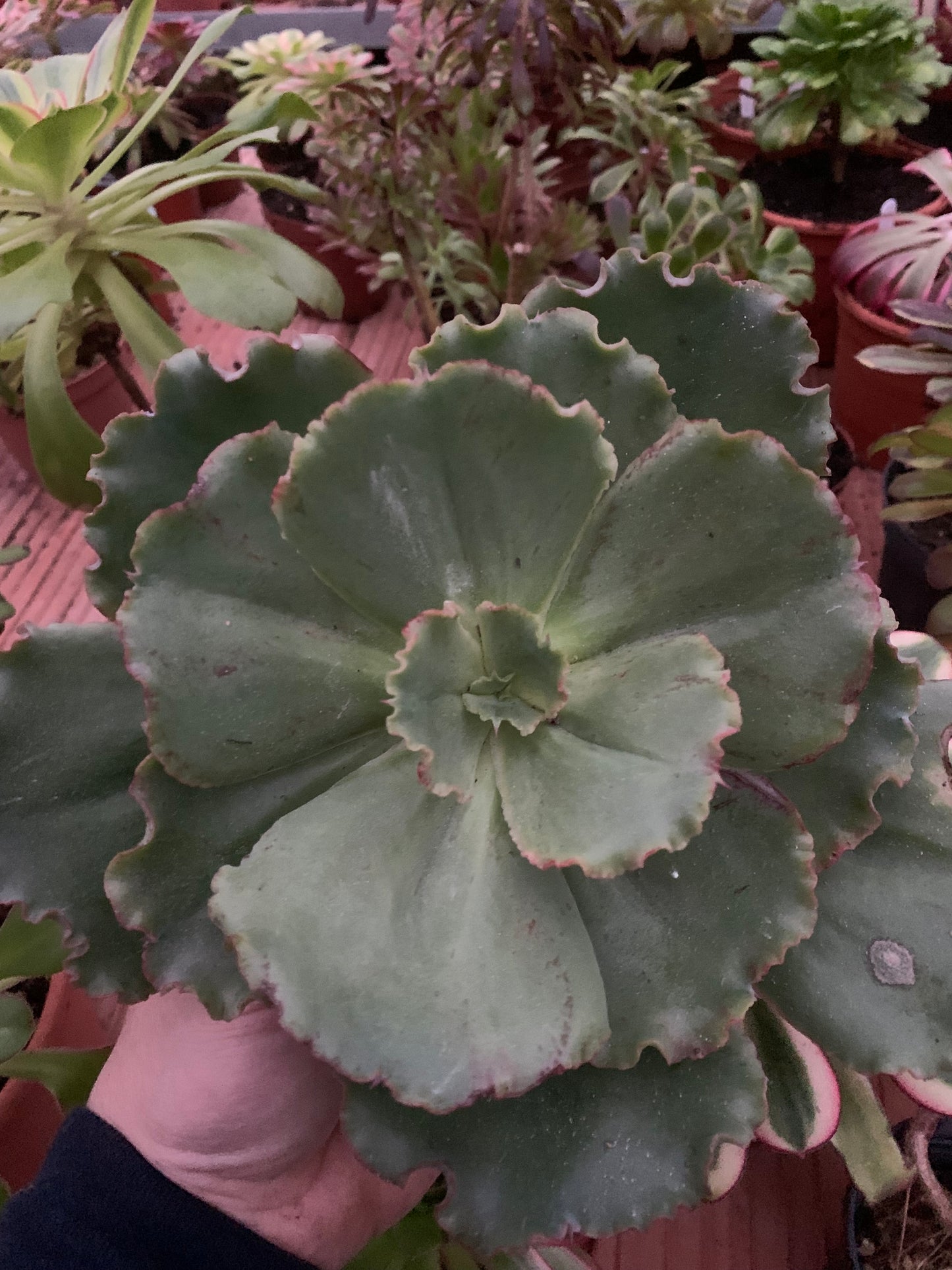 Echeveria "Pearl" cutting