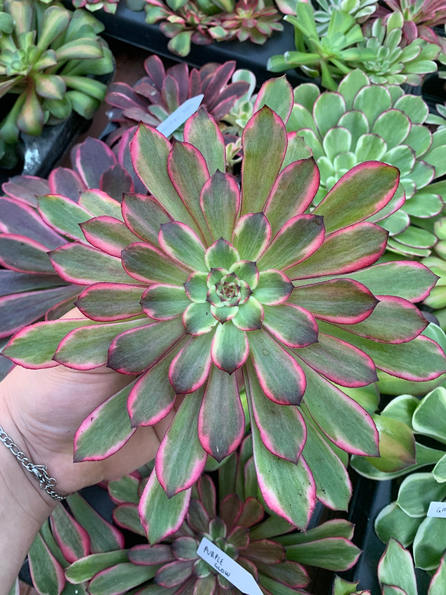 Aeonium "Snow Girl" variegado Cuttings