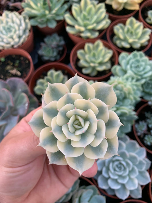 Echeveria “Glauca" Variegada Korea Cutting