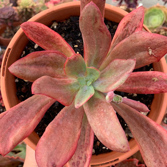 Echeveria "diamond state" variegada