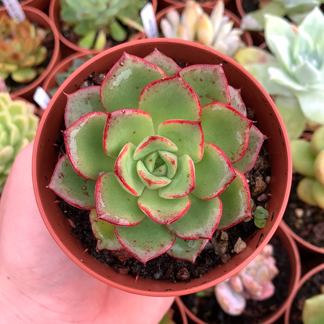 Echeveria "Rosa Nera"