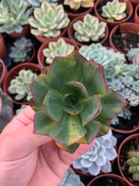 Echeveria “Yang jin" Variegada Korea Cutting