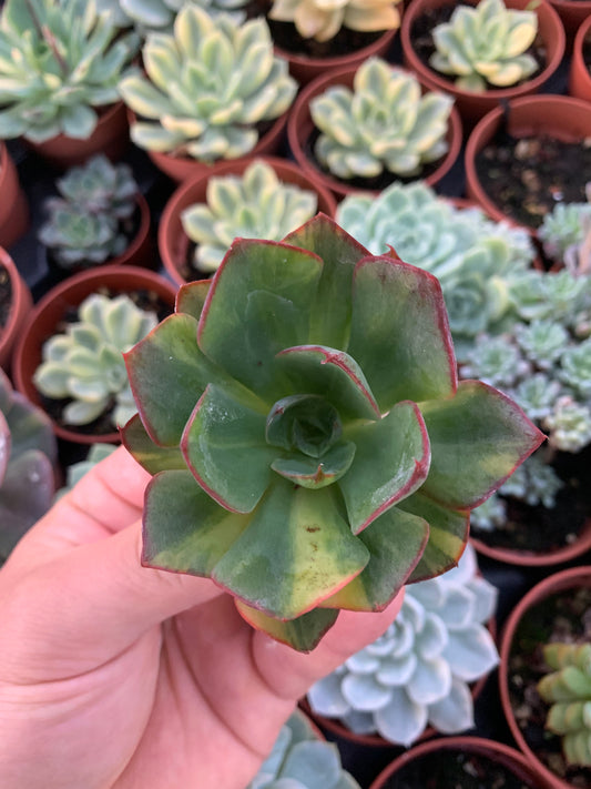 Echeveria “Yang jin" Variegada Korea Cutting
