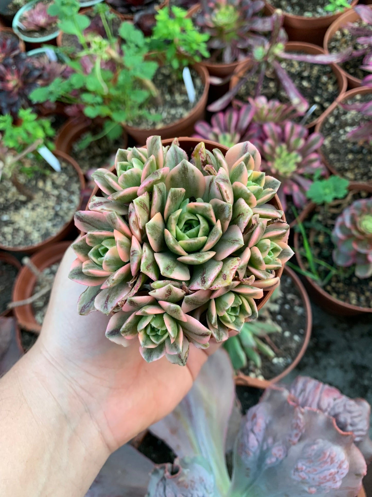 Aeonium "Tea Cup" cluster variegado