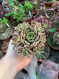 Aeonium "Tea Cup" cluster variegado
