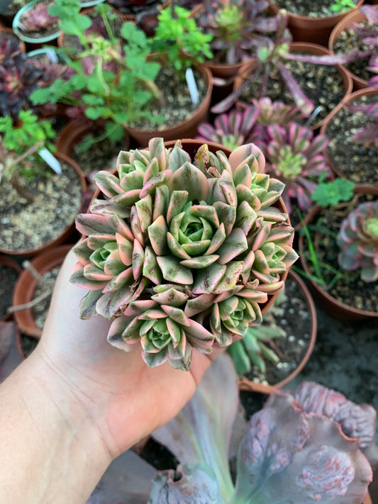 Aeonium "Tea Cup" cluster variegado