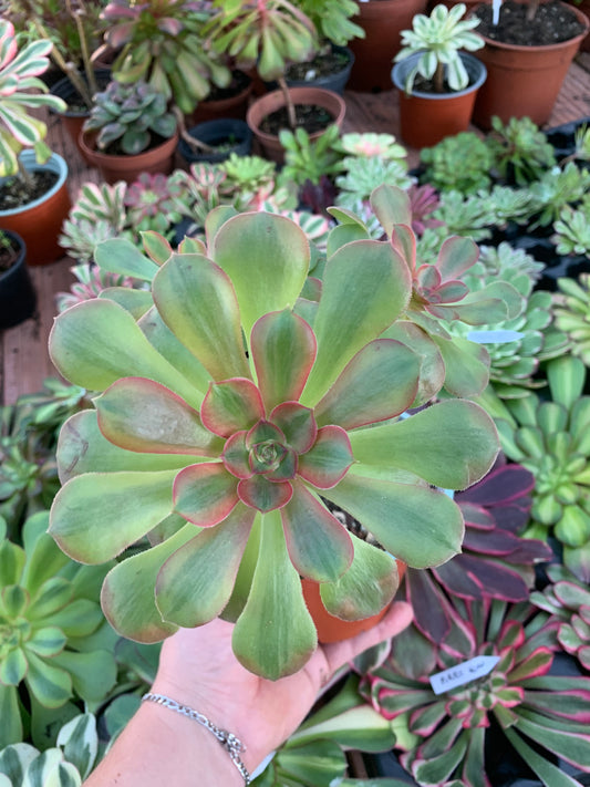 Aeonium "Pink Witch" cluster variegado