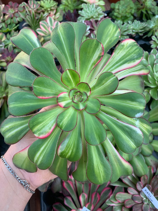 Aeonium "Chanel" middle variegado Cutting