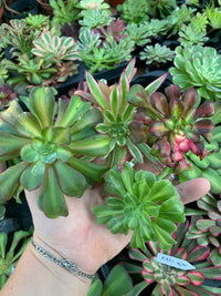 Pack 1 Aeoniums variegados Cutting
