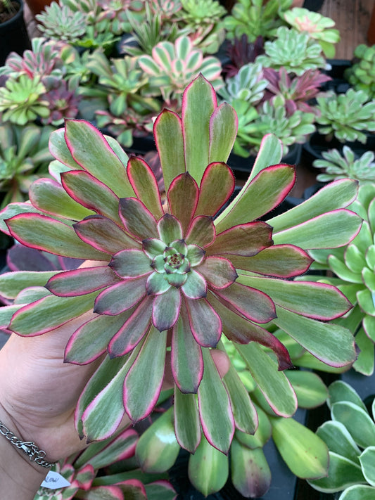 Aeonium "Purple Glow" variegado Cutting