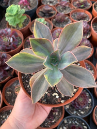 Echeveria "Metallica" variegada