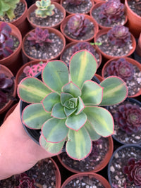 Aeonium "macaron" variegado