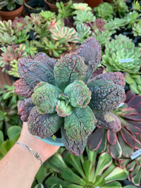 Echeveria "linguas" by Dick Wright