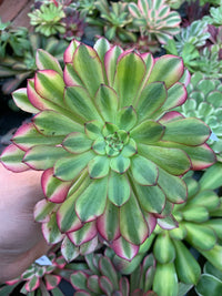Aeonium "Wu Tian Ji" variegado Cutting
