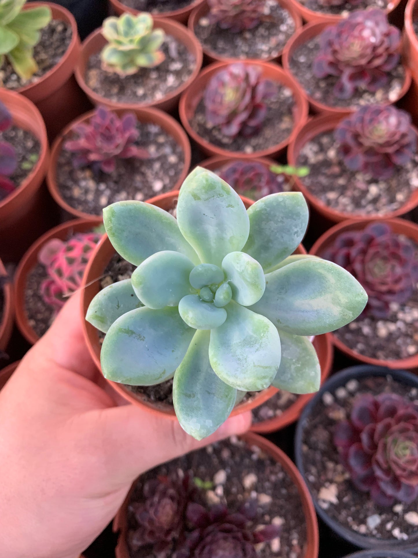 Graptosedum "Miul" Korean