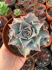 Echeveria "Madiba" caranculada by cactus Serrano