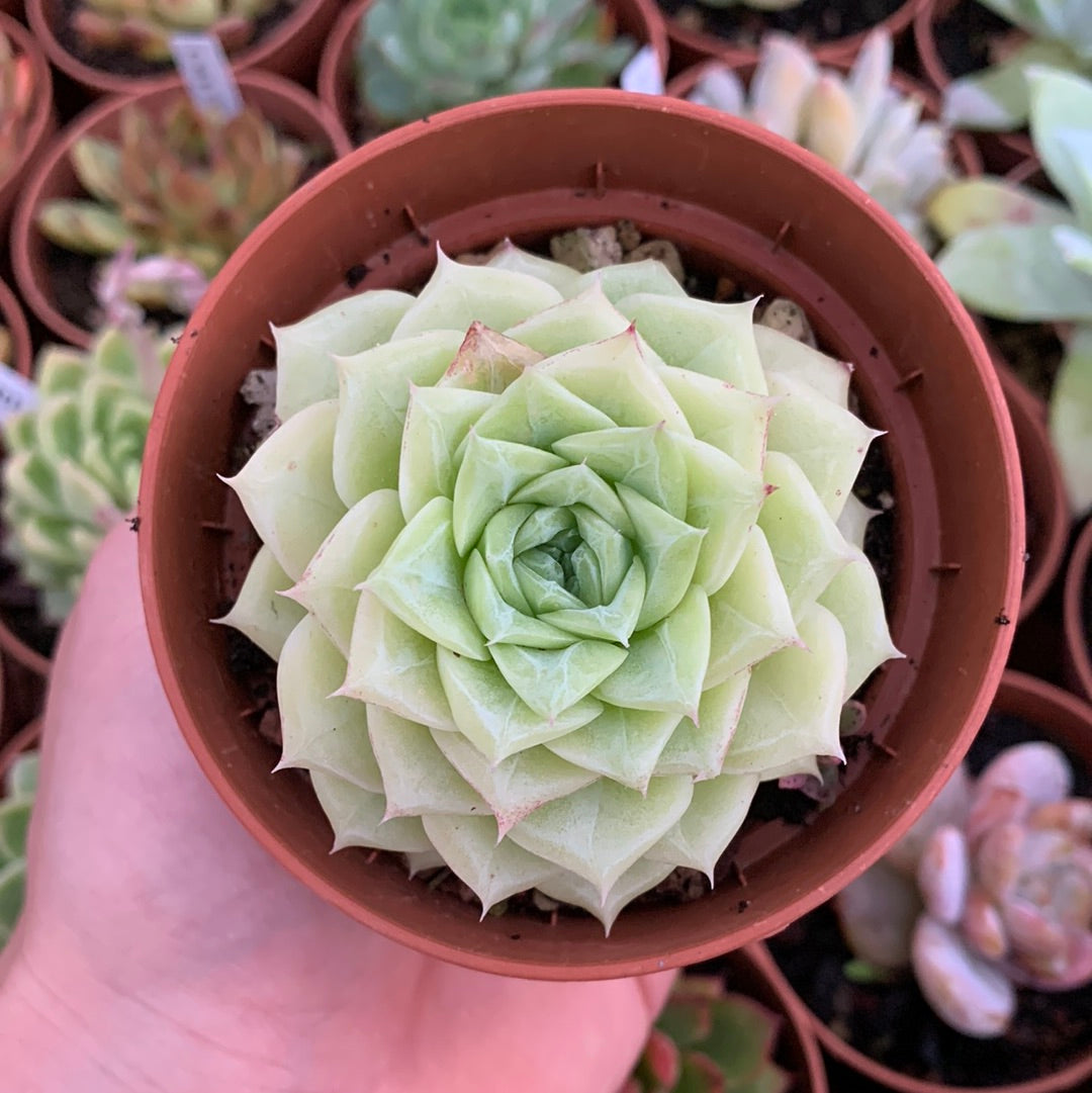Echeveria "Black Rose"