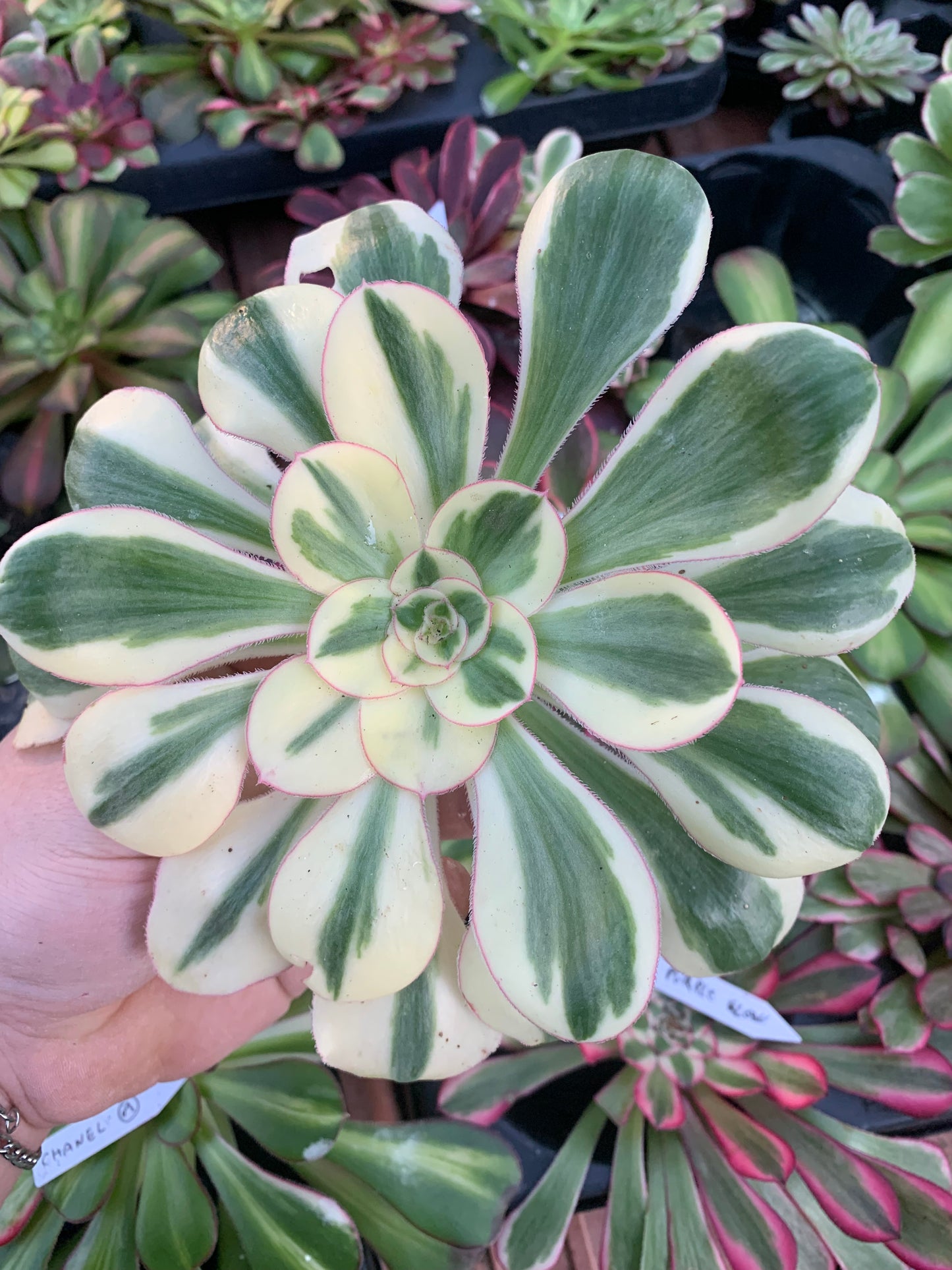 Aeonium "Zeus" variegado Cutting