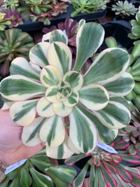 Aeonium "Zeus" variegado Cutting