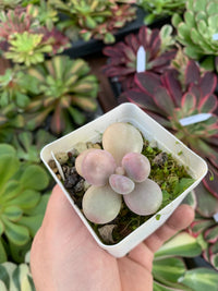Graptopetalum amethystinum variegata