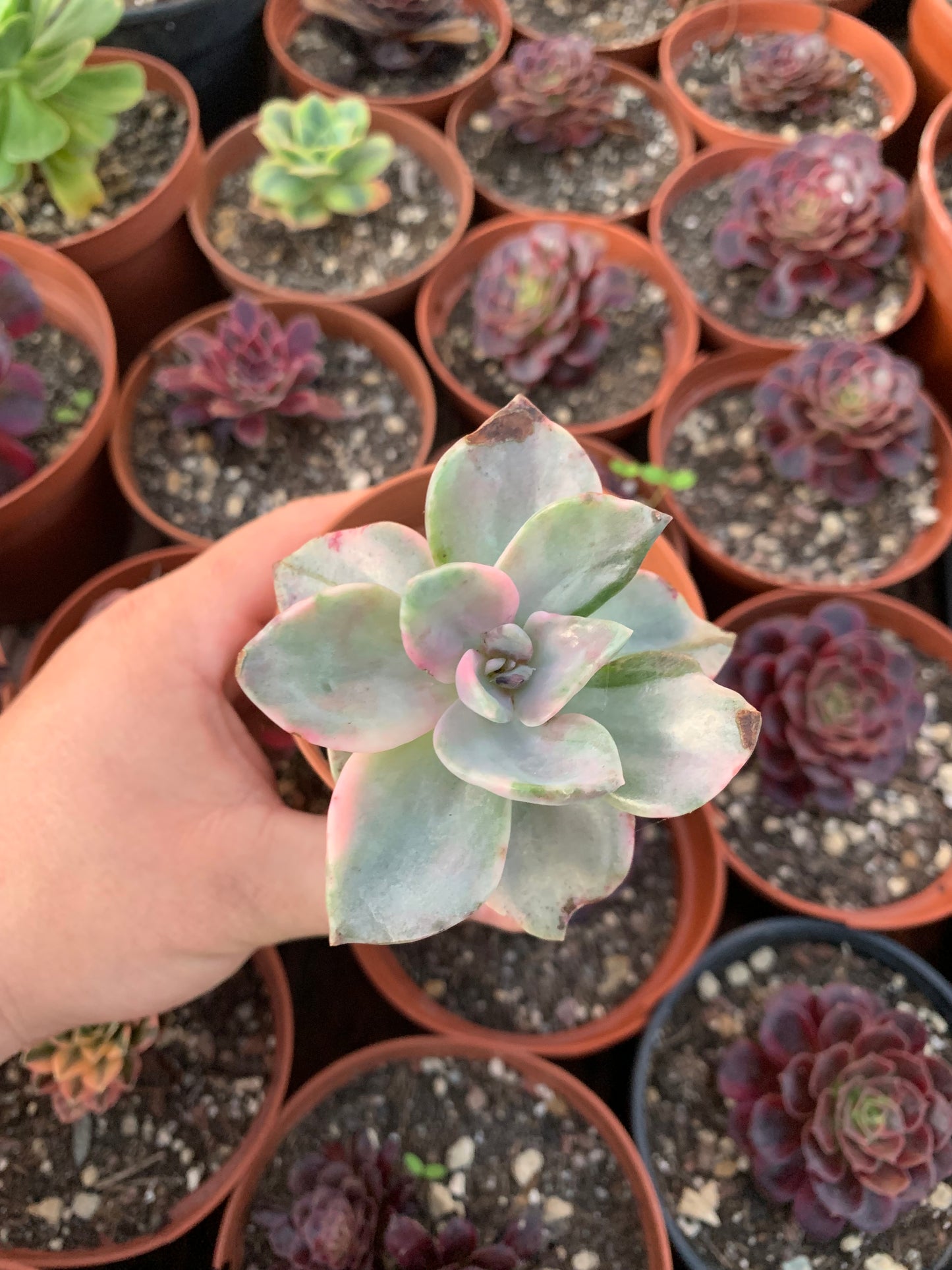 Graptoveria "Bainessi" variegada Korean