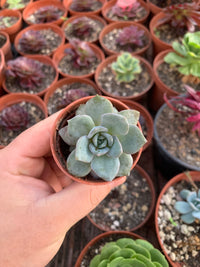 Echeveria "German Champagne" Korean