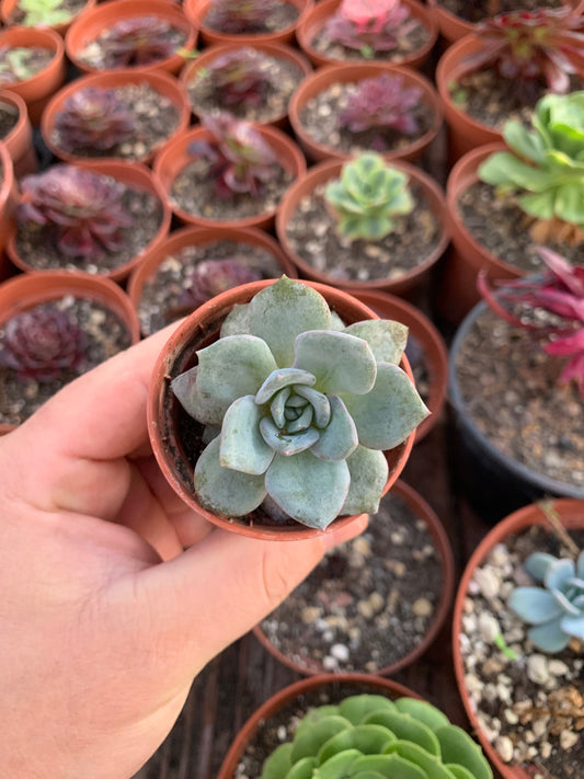 Echeveria "German Champagne" Korean
