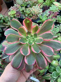 Aeonium "Canary" cutting variegado