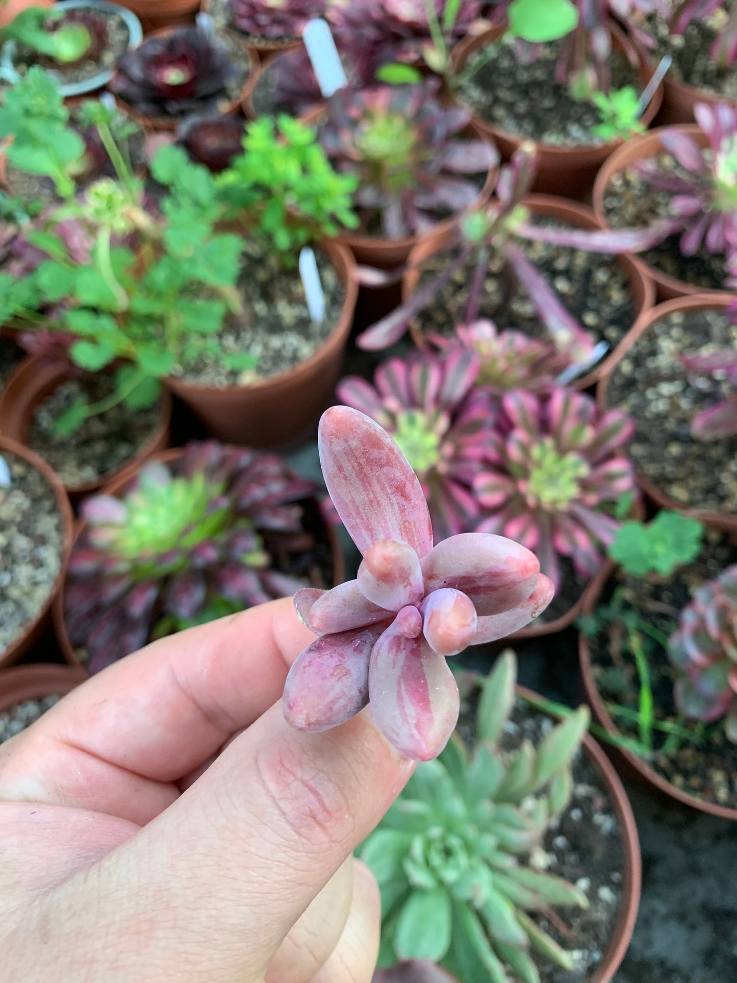 Pachysedum "Ganzhou" Variegada Korean Cutting