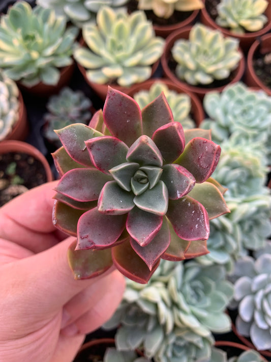 Graptoveria "Sphinx" Korean Cutting