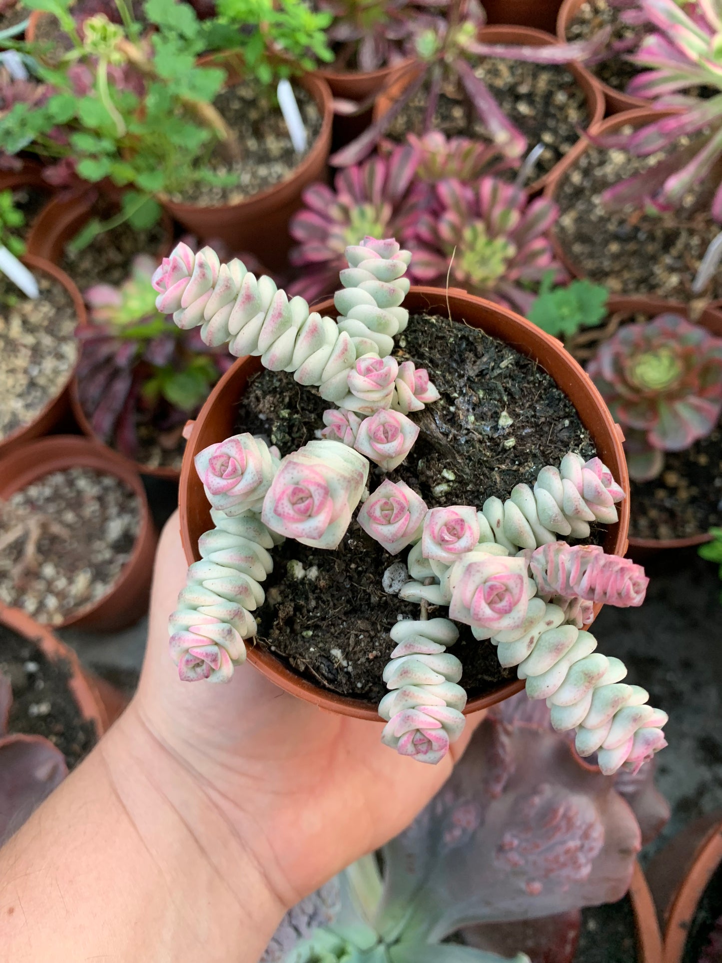 Crassula Marnieriana ‘FANTASY’  Variegata