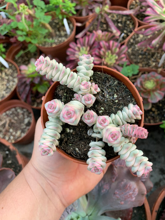 Crassula Marnieriana ‘FANTASY’  Variegata