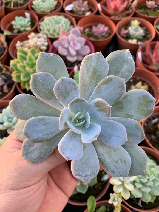 Echeveria "Caly argentea" (E. laui x E.Runyonii) Cutting