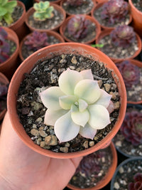 Graptopetalum ''Superbum'' Variegado Korea