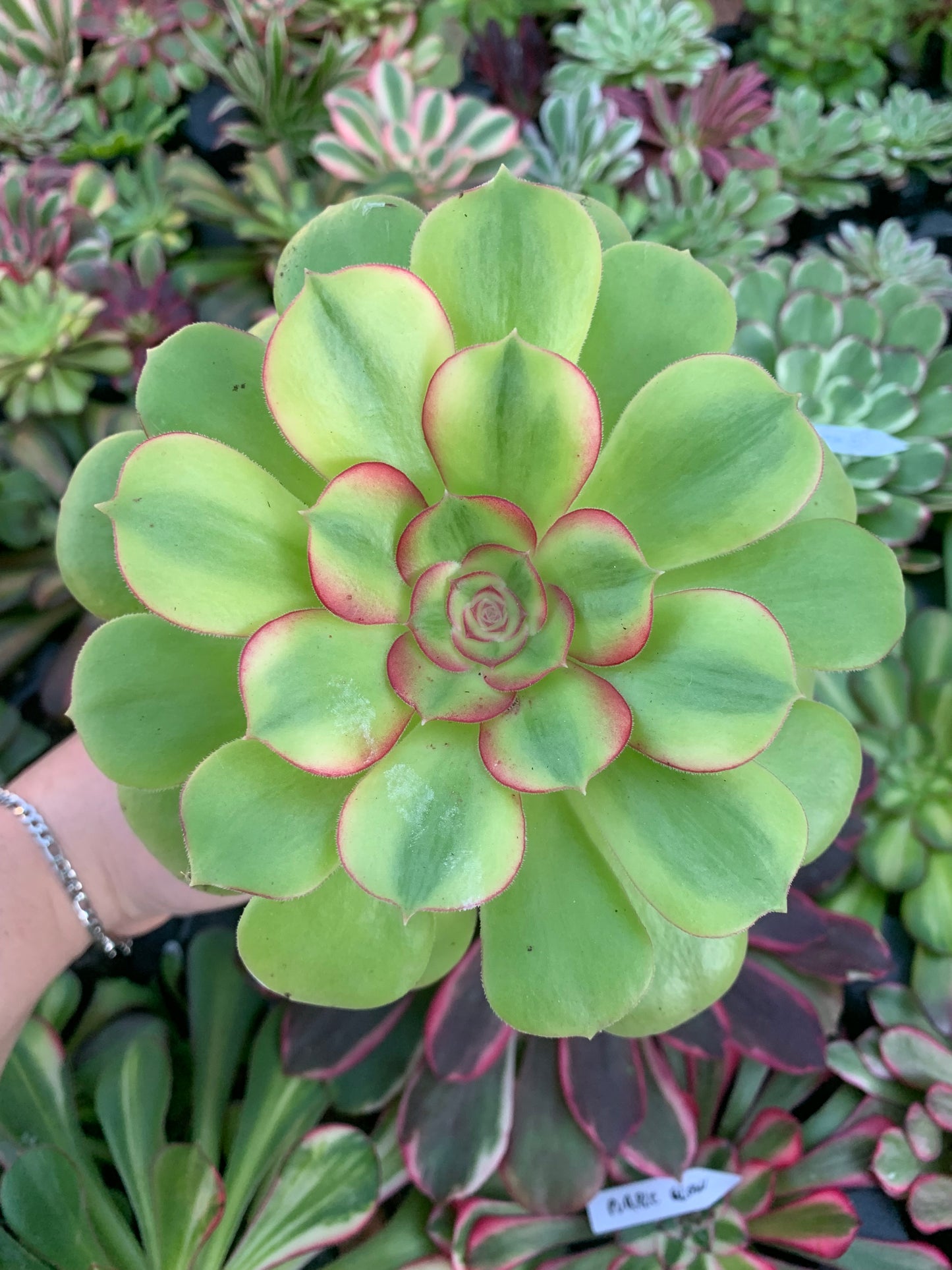 Aeonium "Pink Witch" variegado