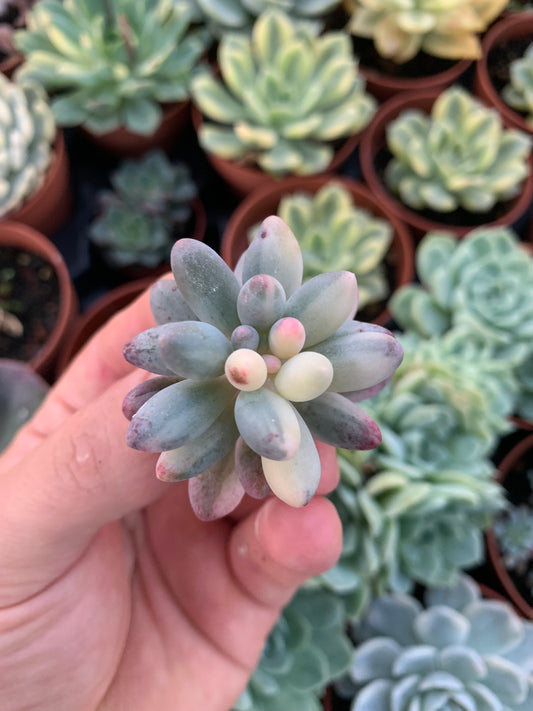 Pachyphytum rzedowskii variegado