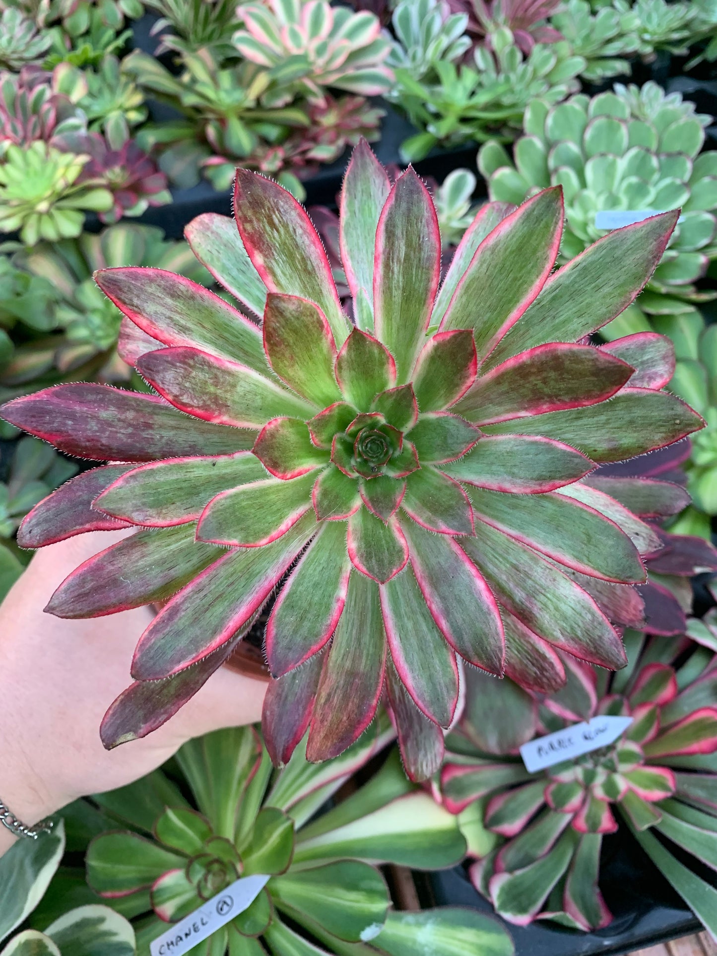 Aeonium "Peacock" variegado