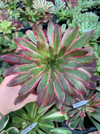 Aeonium "Peacock" variegado
