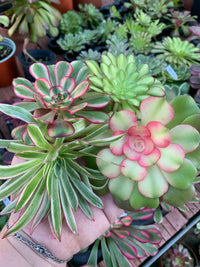 Pack 6 Aeoniums variegados Cutting